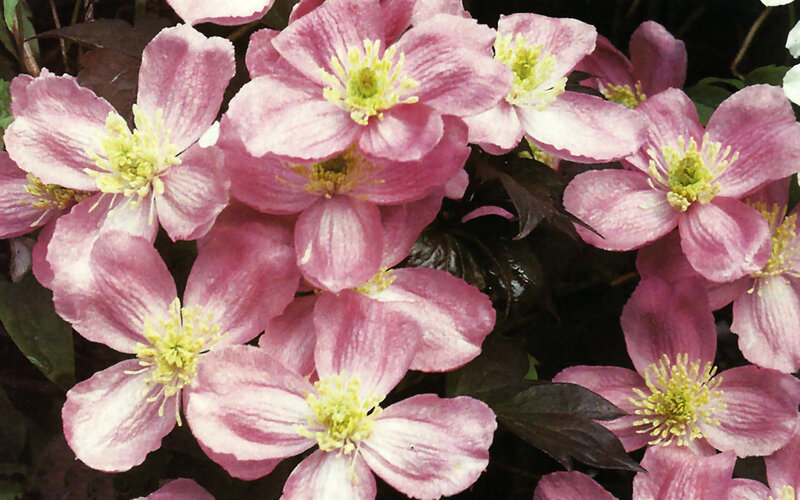 Pink Clematis Flowers — Calm