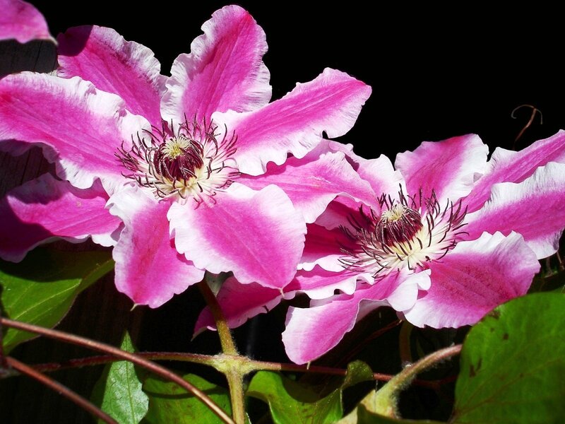 Pink Clematis Flowers — Dramatic