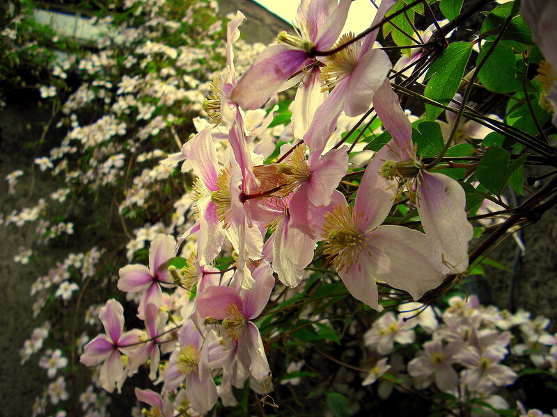 Pink clematis flowers in bloom