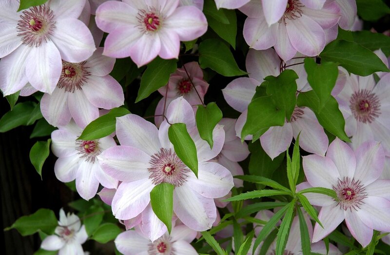 Pink clematis flowers in bloom