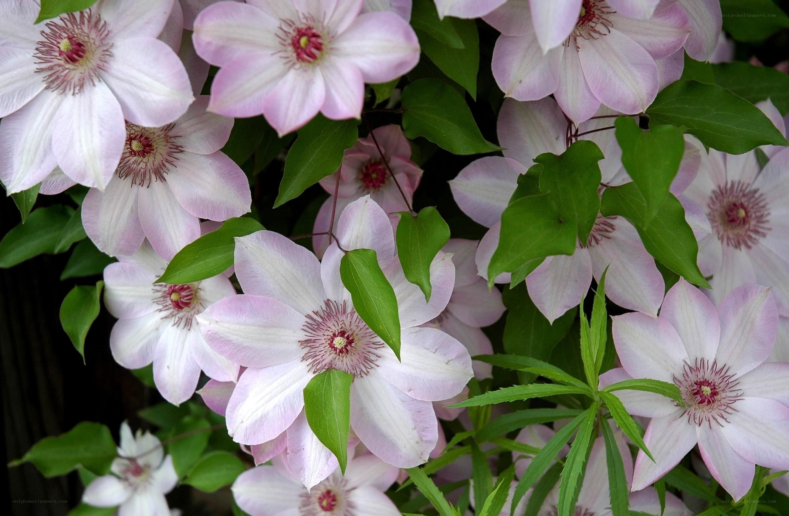 Pink clematis flowers in bloom