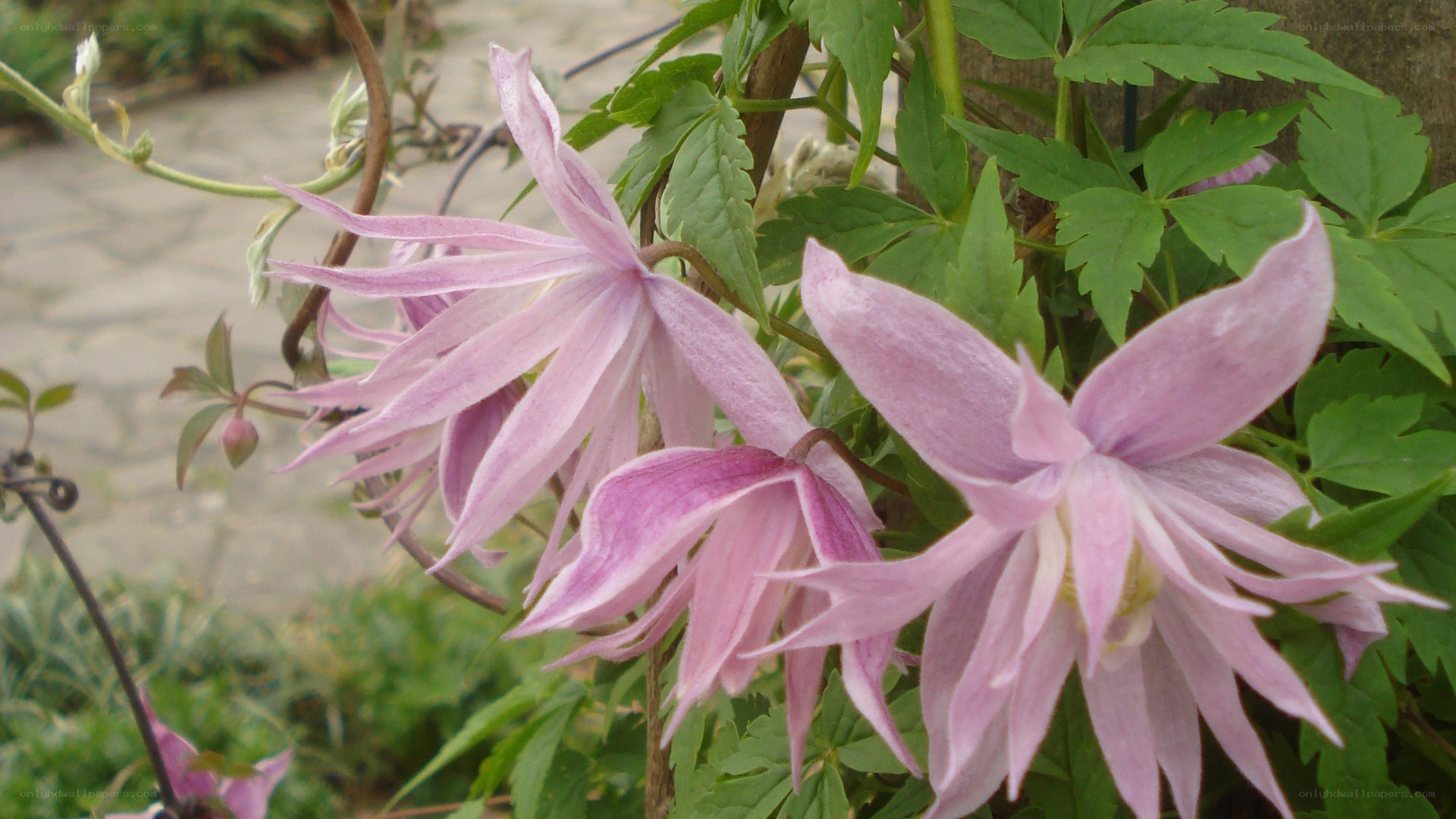 Pink clematis flowers in garden