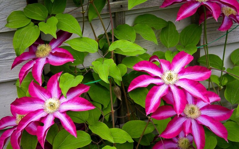 Pink Clematis Flowers — Natural, Summer
