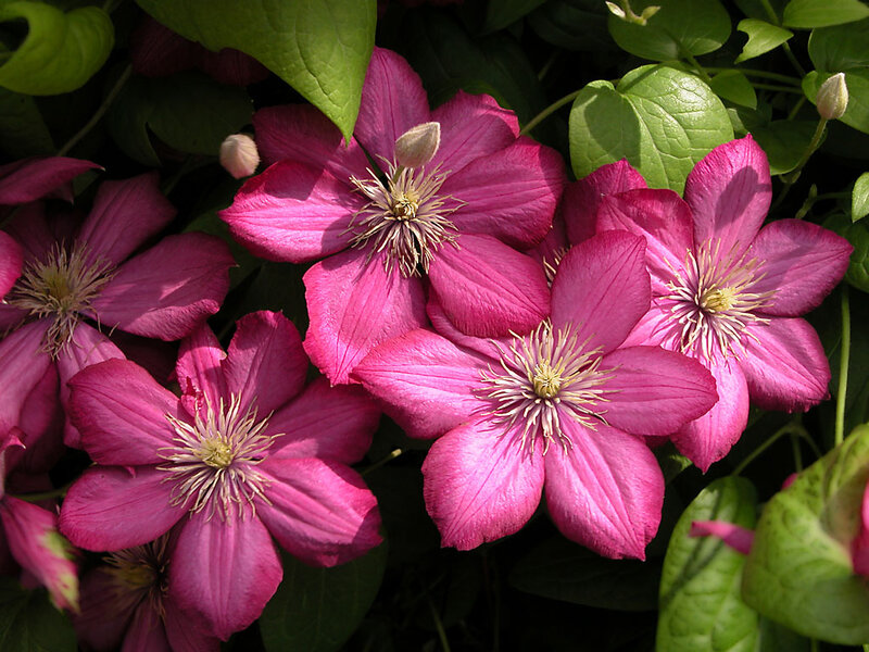 Pink Clematis Flowers — Natural