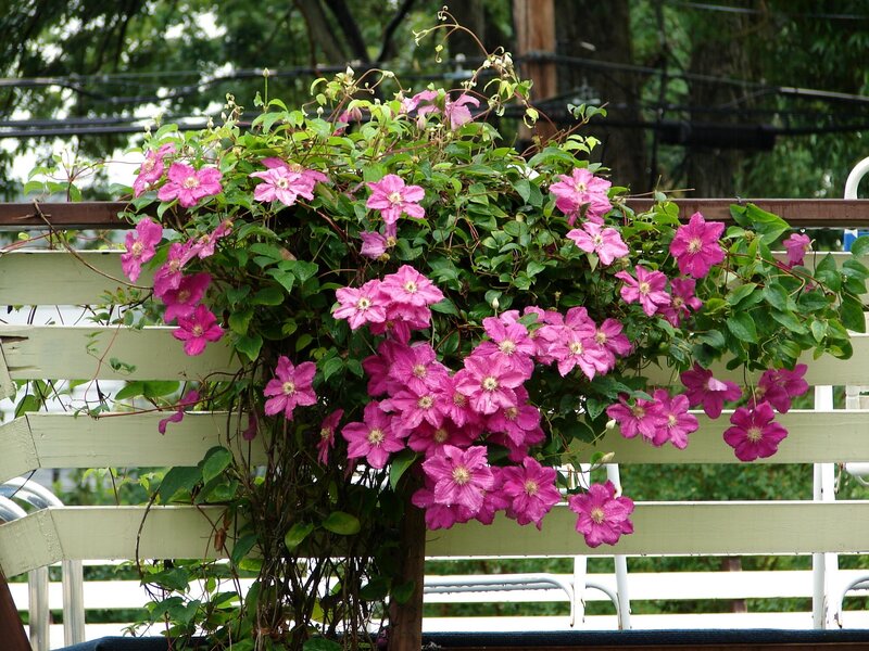 Pink clematis flowers on a fence