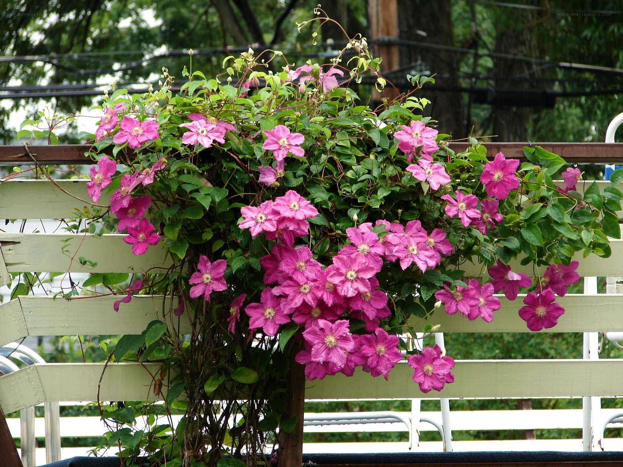 Pink clematis flowers on a fence