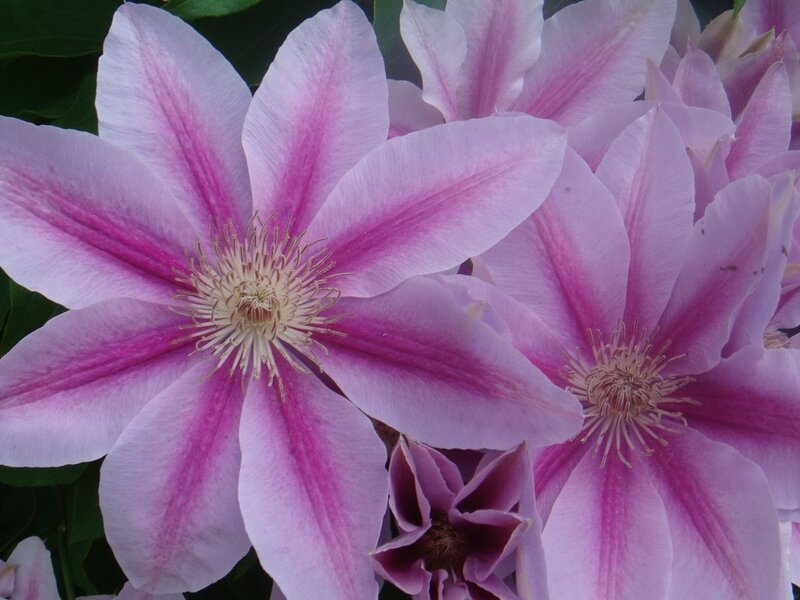 Pink Clematis Flowers — Purple, Calm