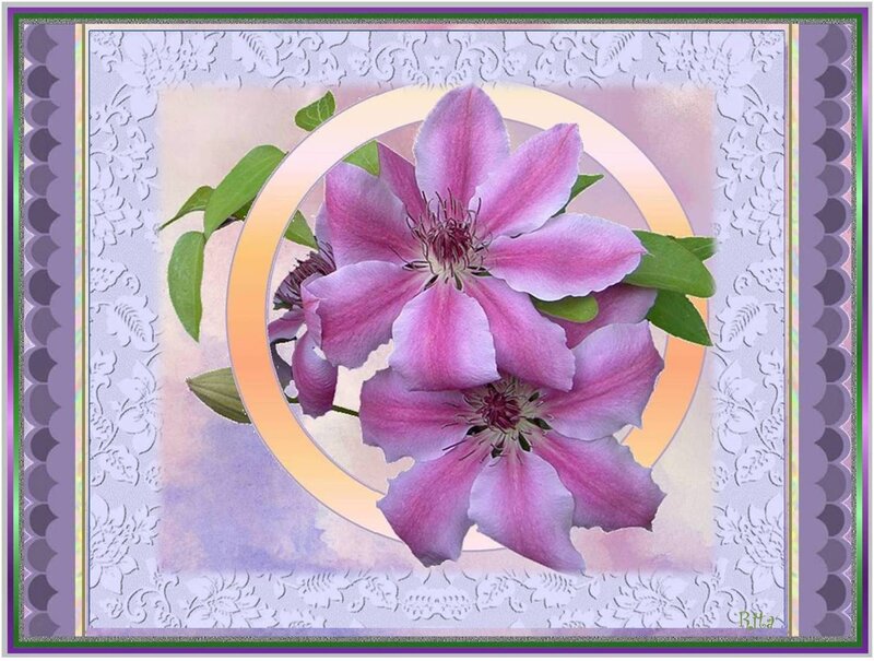 Pink Clematis Flowers — Purple
