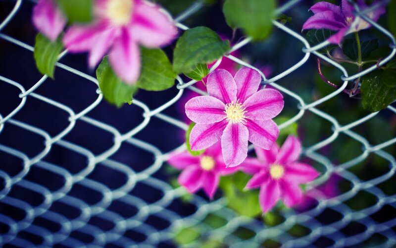 Pink Clematis Flowers — Serene, Afternoon