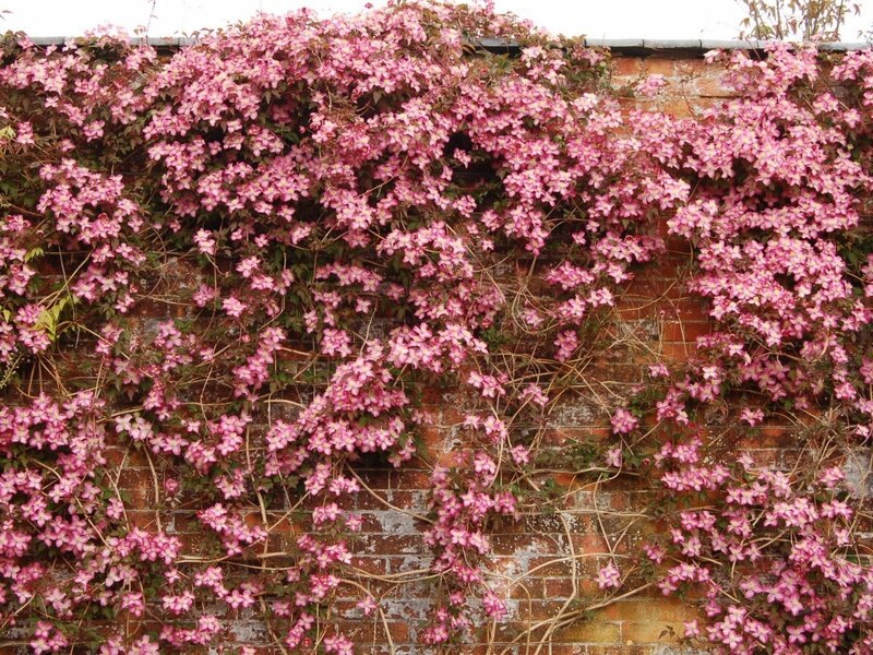 Pink Clematis Flowers — Serene, Spring, Photograph, Brick Wall