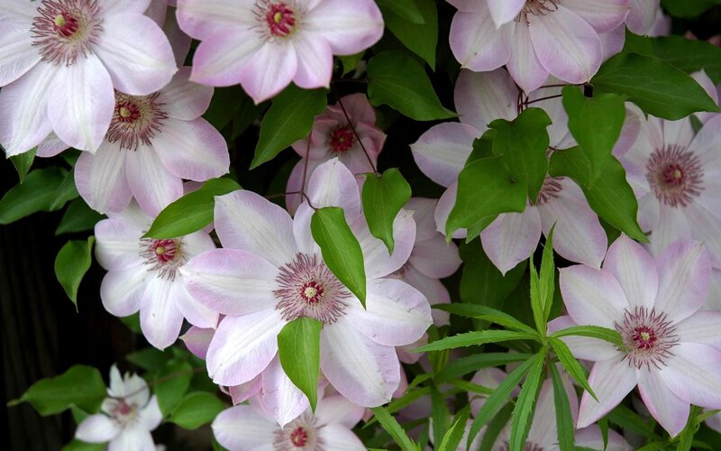 Pink Clematis Flowers — Serene, Spring, Photograph, Green Leaves