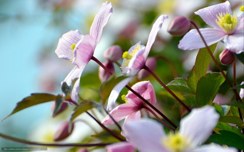 Pink Clematis Flowers — Serene, Spring, Photograph, Leaves