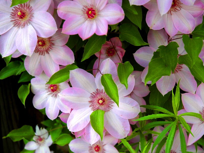 Pink Clematis Flowers — Serene, Spring, Photograph