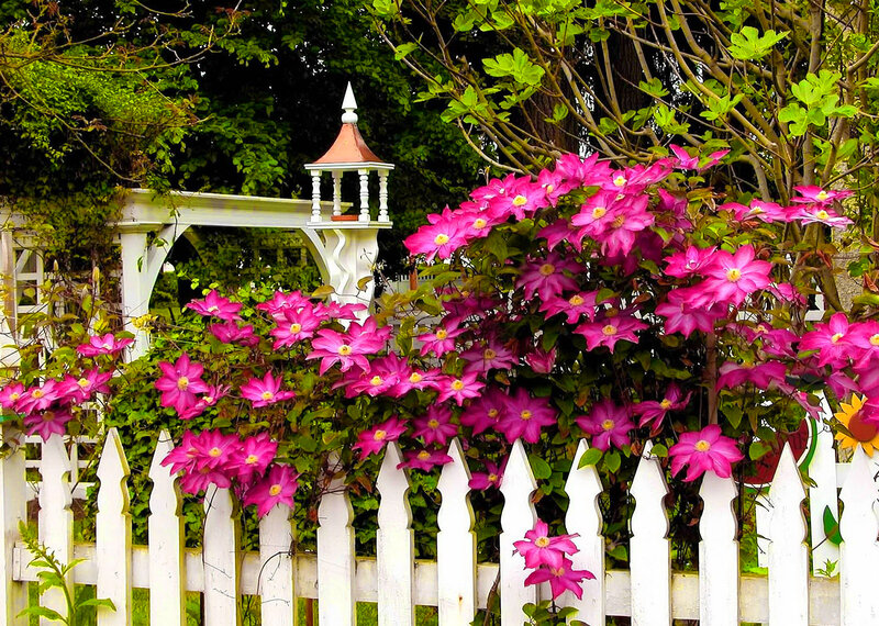Pink Clematis Flowers — Serene, Spring, Photograph, White Picket Fence