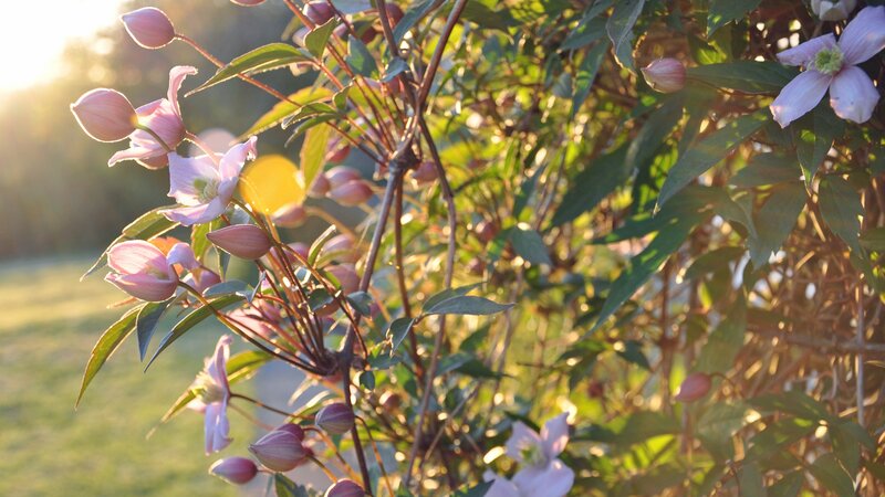 Pink Clematis Flowers — Serene, Sunset