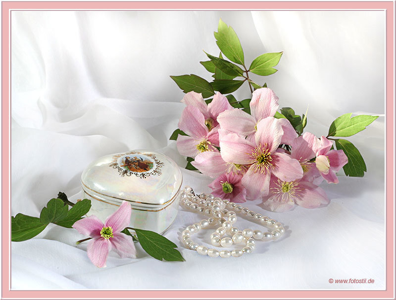 Pink Clematis Flowers — Serene