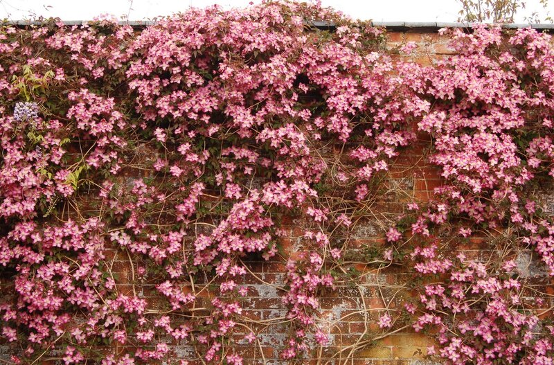 Pink clematis on brick wall