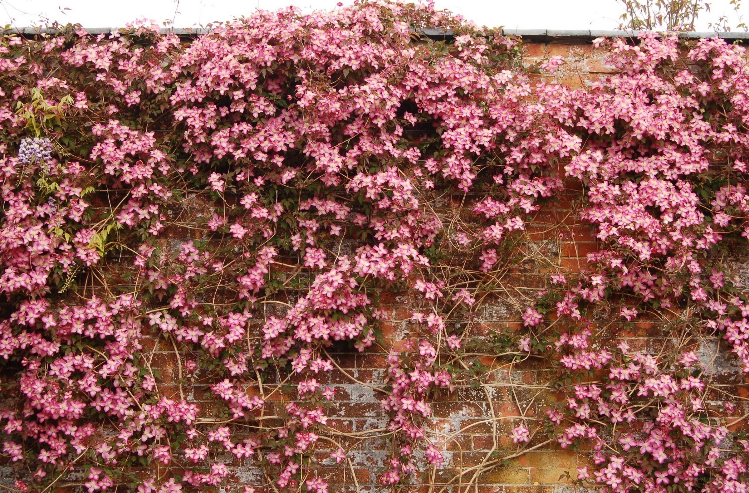 Pink clematis on brick wall
