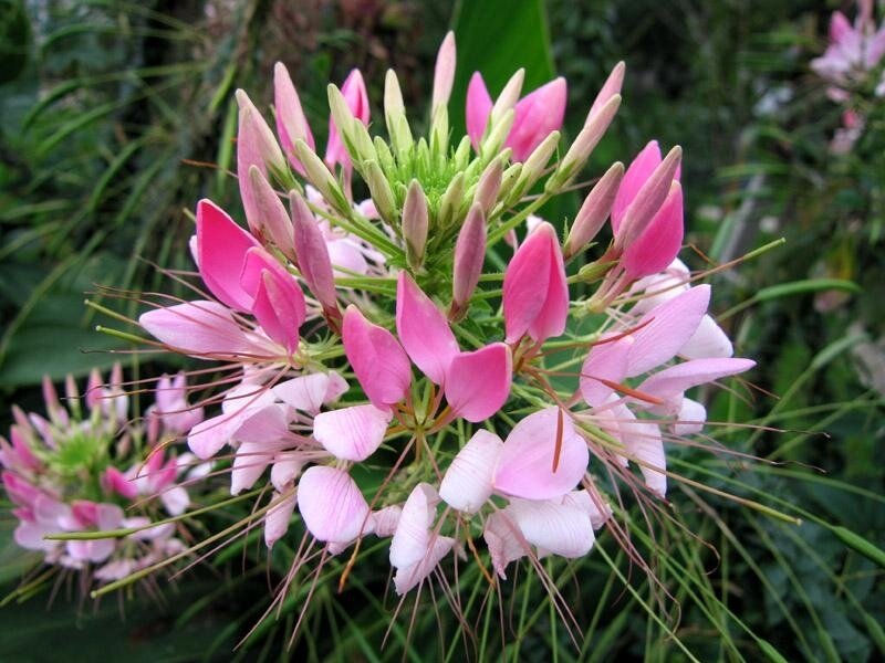 Pink Cleome flowers in bloom
