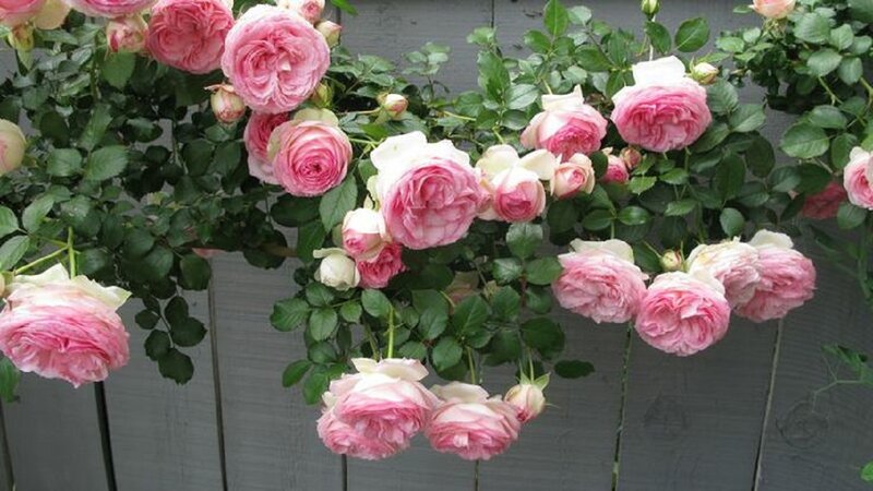 Pink Climbing Roses — Calm, Spring