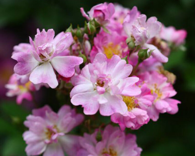 Pink Climbing Roses — Calm