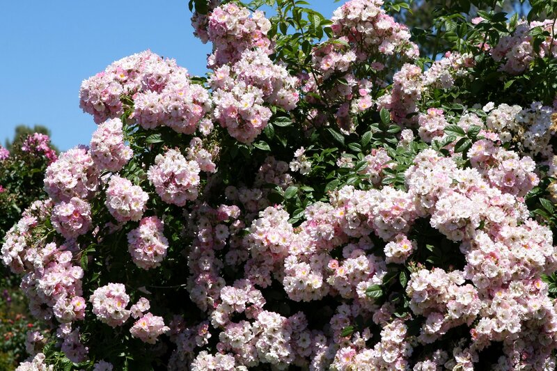 Pink Climbing Roses — Serene