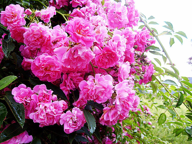 Pink Climbing Roses