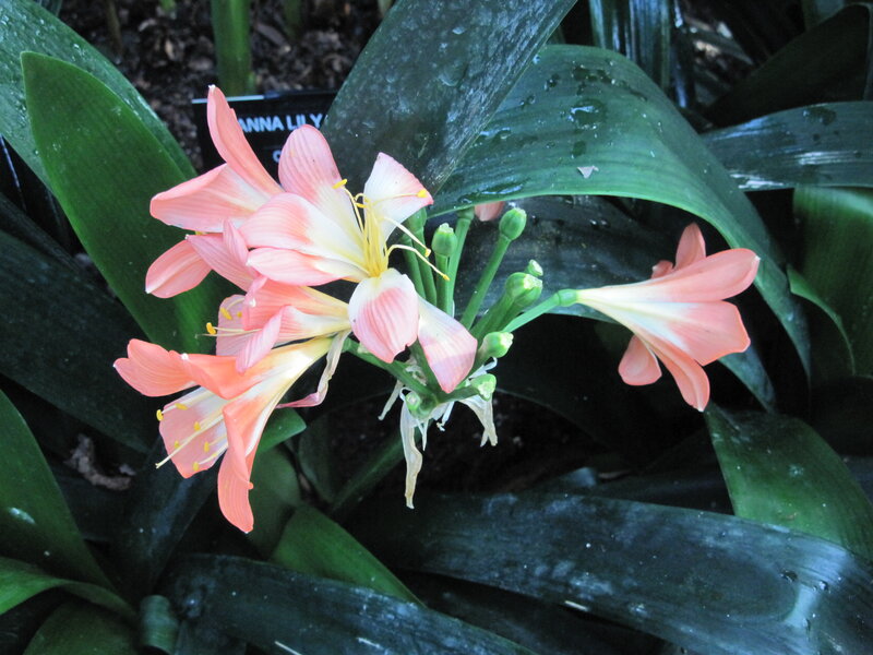 Pink Clivia Flowers