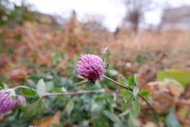 Pink Clover Flower — Calm, Autumn