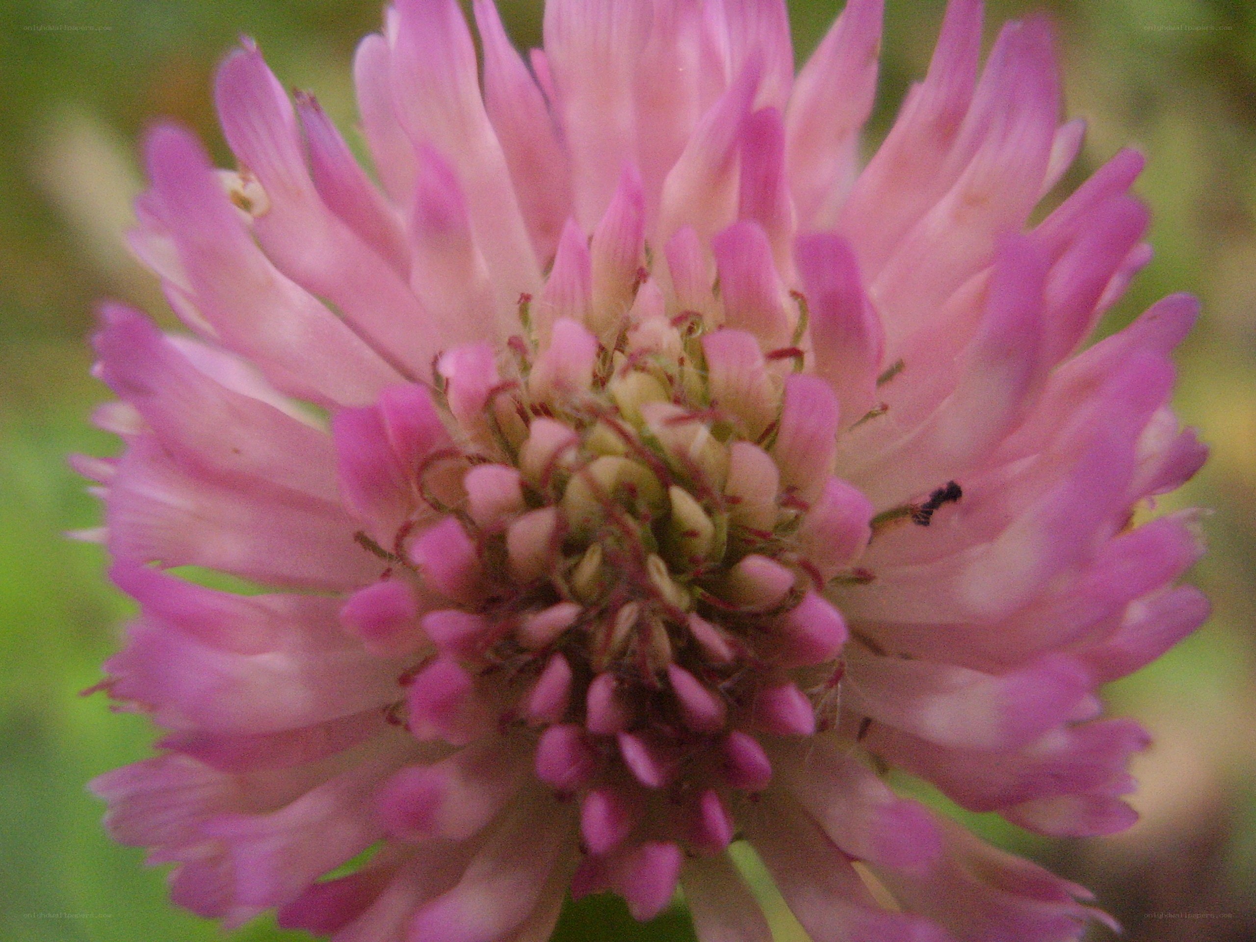pink clover flower close-up