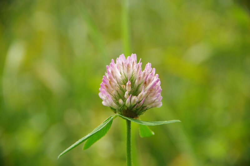 Pink Clover Flower — Green, Serene