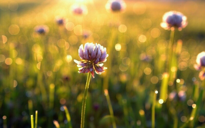 Pink Clover Flower — Green