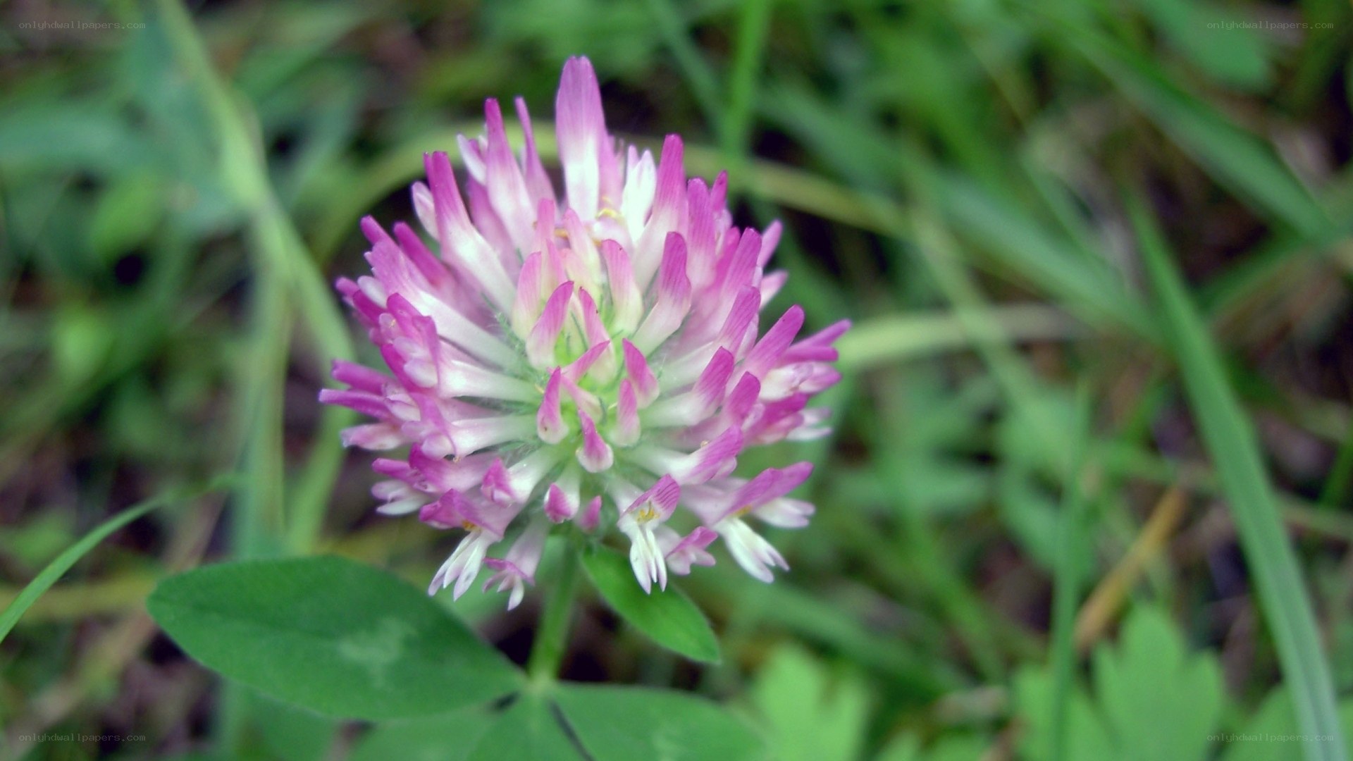 pink clover flower in grass