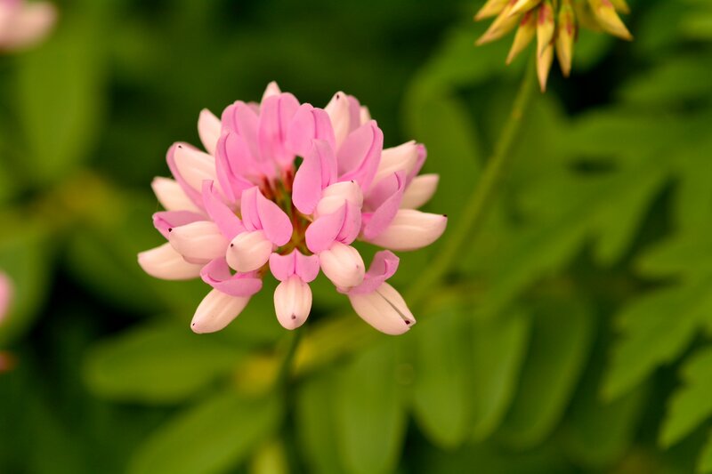 Pink Clover Flower — Serene, Spring