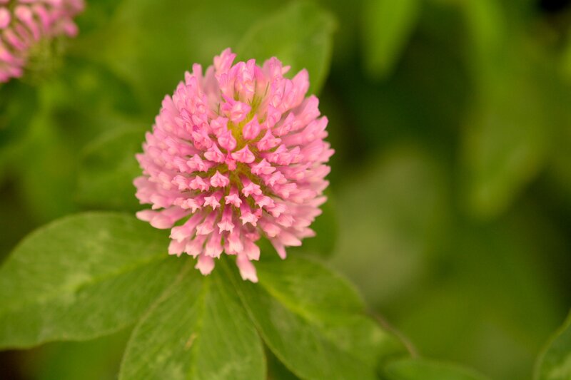 Pink Clover Flower — Serene