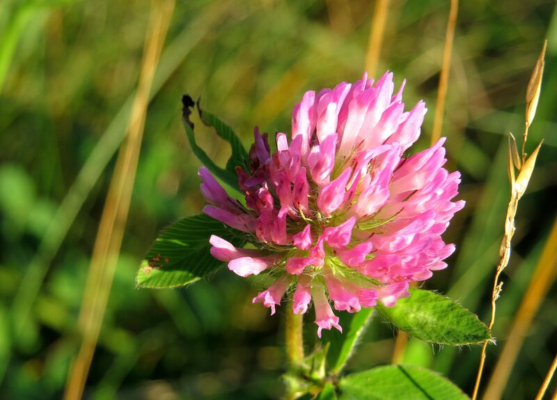 Pink Clover Flower