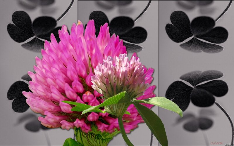 Pink clover flower with black shamrocks