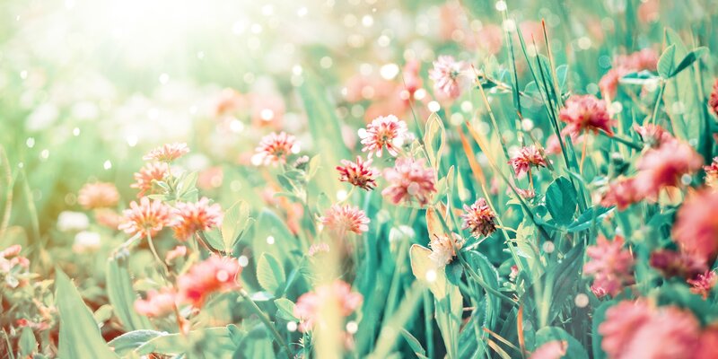 Pink Clover Flowers — Green, Serene