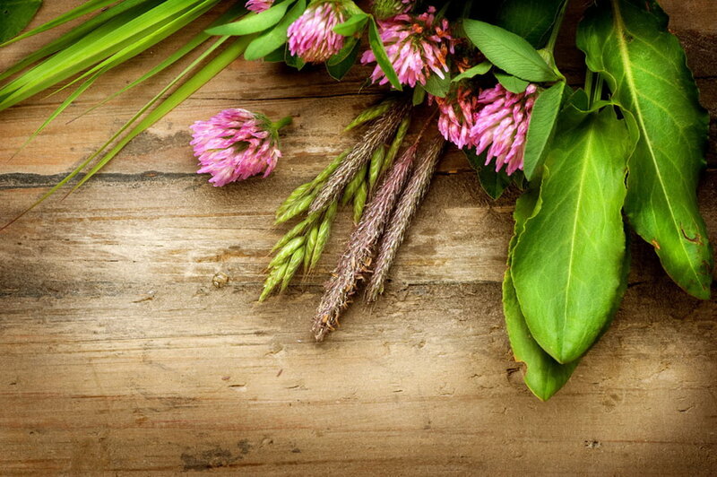 Pink Clover Flowers — Green
