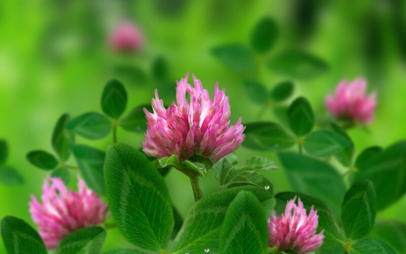 Pink clover flowers in green field
