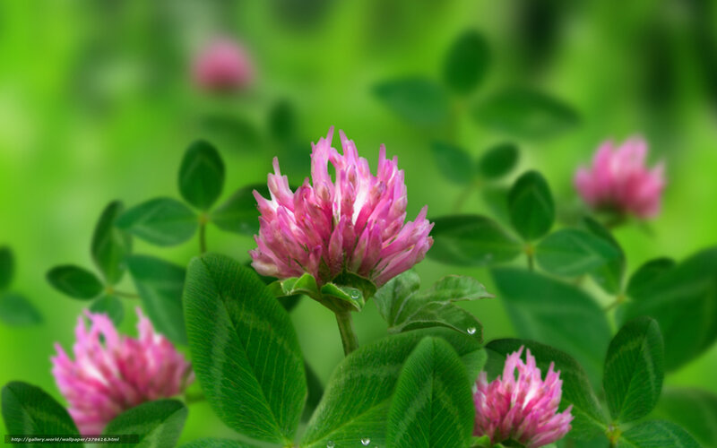 Pink clover flowers in green field