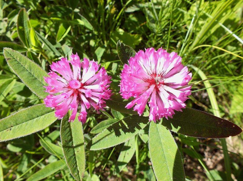 Pink Clover Flowers — Natural