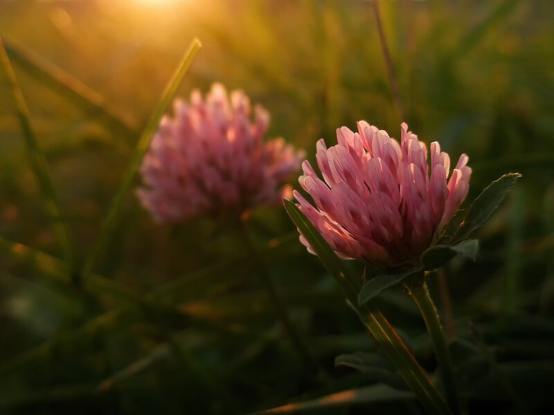 Pink Clover Flowers — Serene, Sunset