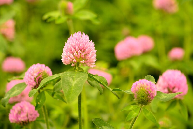 Pink Clover Flowers — Serene