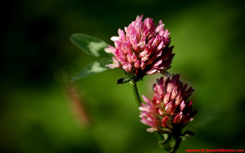 Pink Clover Flowers