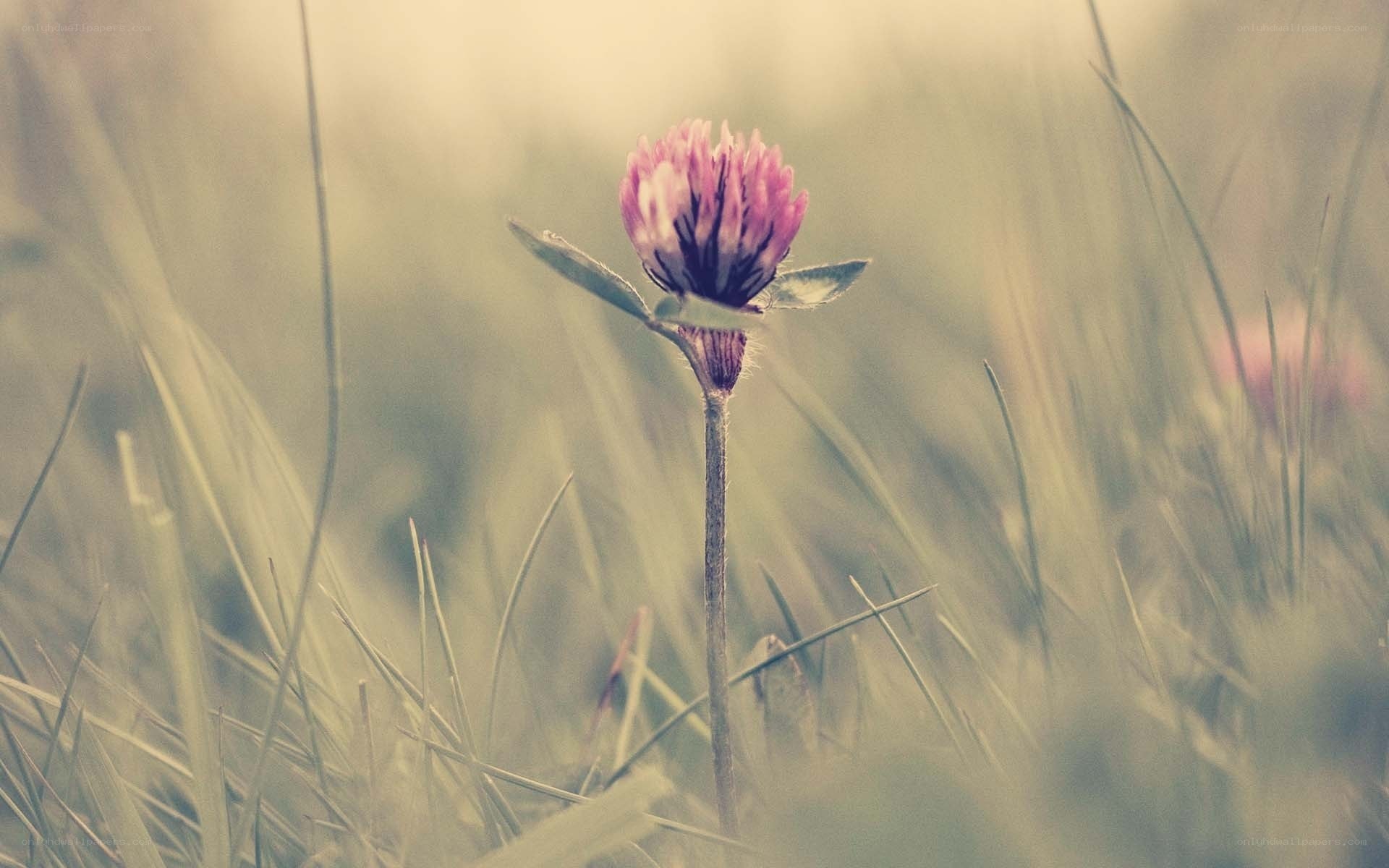 Pink clover in a grassy field