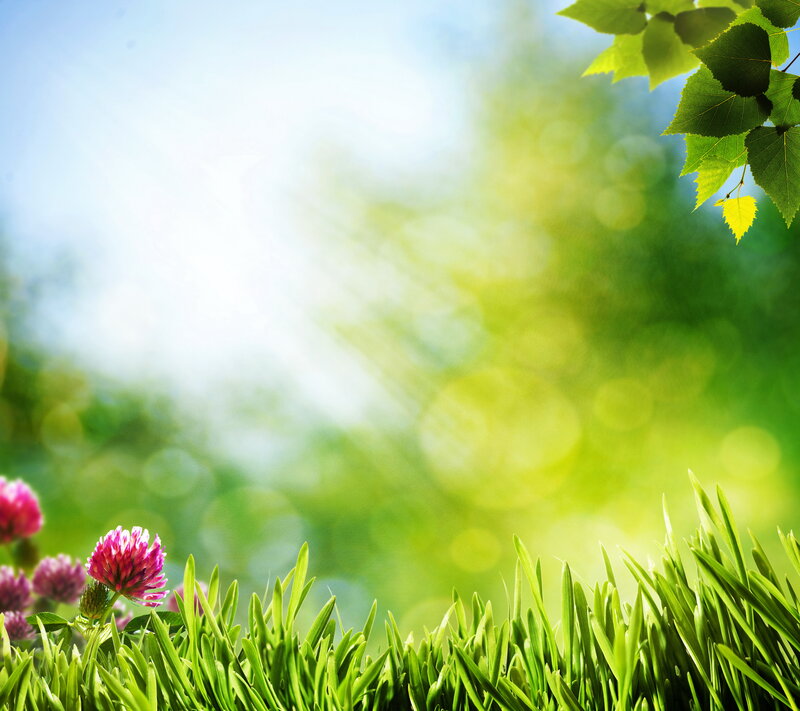 Pink Clover in Grass — Green