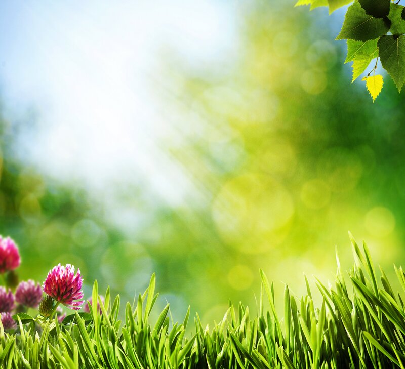 Pink Clover in Grass