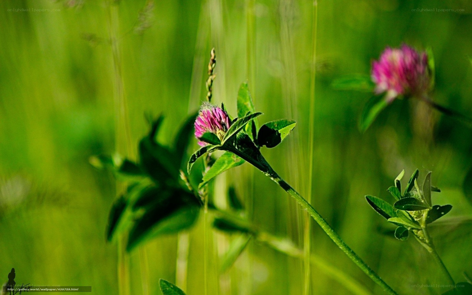 Pink clover in green field