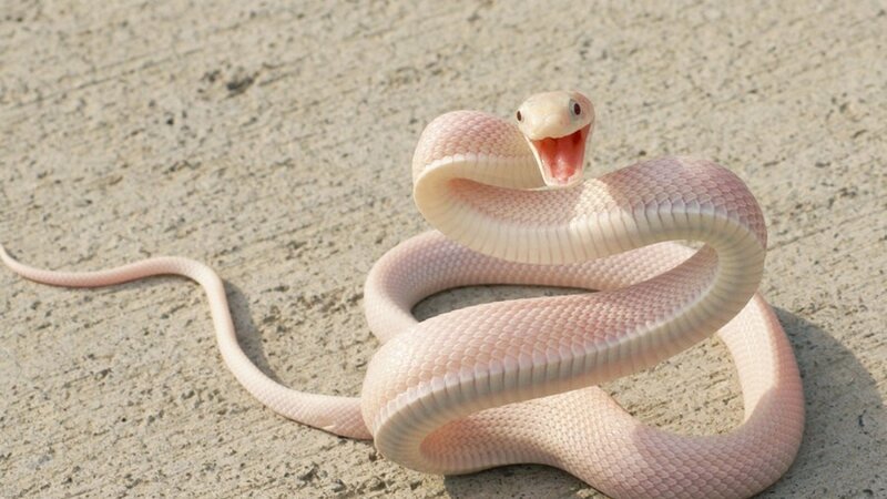 Pink Cobra Snake — Alert